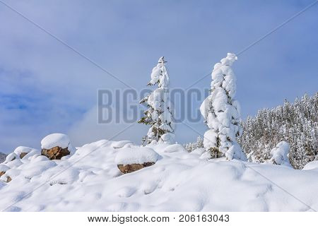 Snow field on top of mountain slope with frosty pine trees on the background of taiga forest and hills under blue sky.