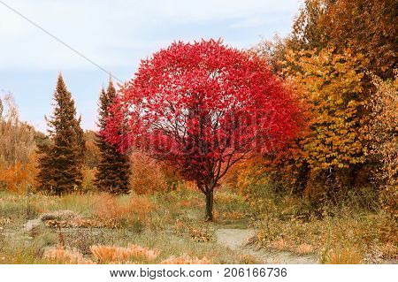 bright lonely tree with red leaves stands under a blue sky around a painted nature in yellow and orange colors