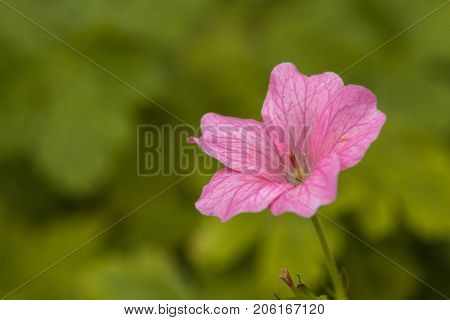 Colorful blooming pink flower. with a green park background.