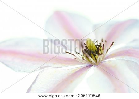 Close up of a clematis var. 'Nelly Moser' photographed with a specialty lens to produce soft creamy shallow depth of field.