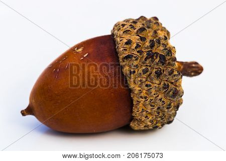 A horizontal macro photo of a single brown acorn on a white background