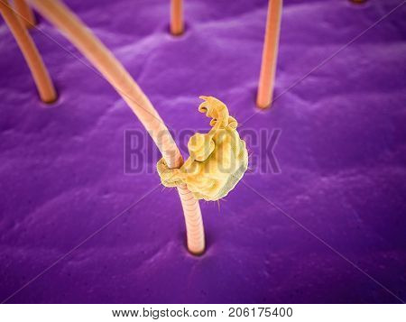medically accurate 3d rendering of a pubic louse