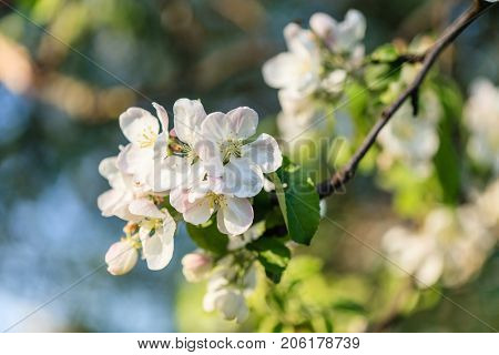 spring tree