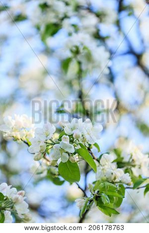 spring tree