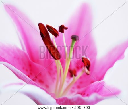 Lily