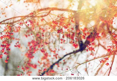 nature and environment concept - spindle tree or euonymus hamiltonianus branch with fruits in winter