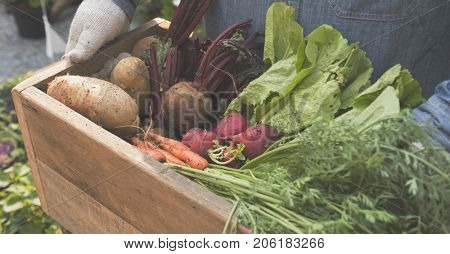 Adult Farmer Man Holding Fresh Local Organic Vegetable