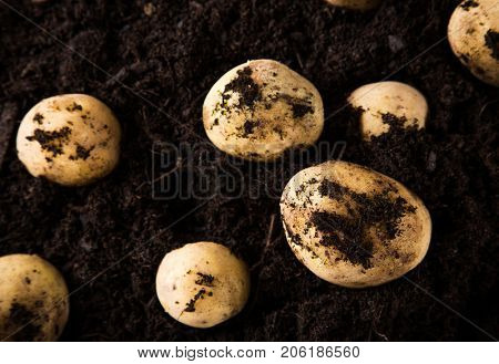 Newly harvested potatoes in ground. Autumn theme.