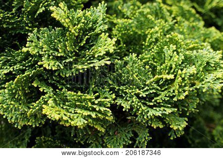 Thuja (arbor vitae). Natural green background.