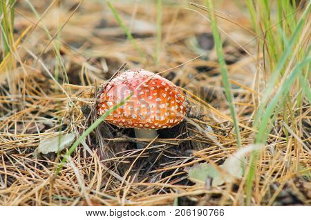 red amanita fly agaric in the autumn grass close.