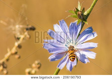 bee collects nectar with chicory close macro