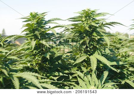 Medical Cannabis crop almost ready for harvesting on a legal grow farm in Washington state