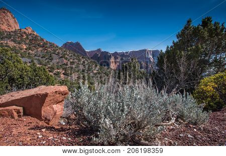 Scrub Brush Grows In Kolob Canyon