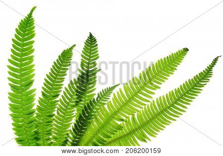 Green fern leaves ( Blechnum spicant ) isolated on white background.