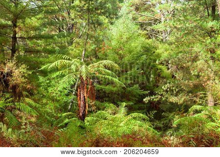 Temperate rain forest with fern trees, North Island, New Zealand