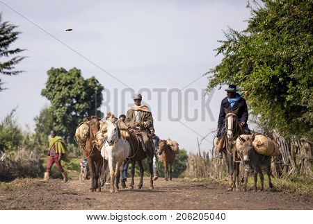 JELDU GOJO, ETHIOPIA-SEPTEMBER 15, 2017: Ethiopian horsemen drive pack animals in rural Ethiopia