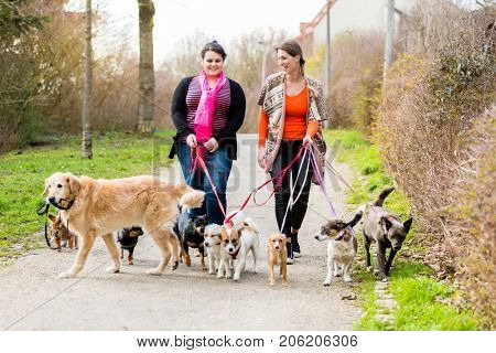 Dog sitters walking their customers in a park