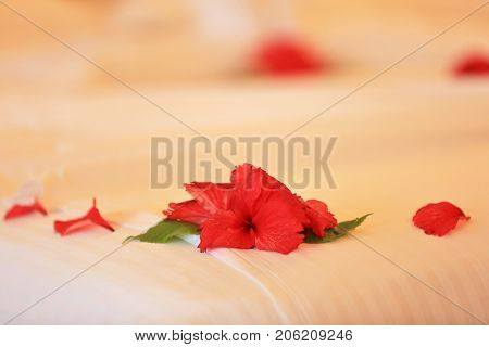Beautiful flowers and petals on bed in hotel room, closeup