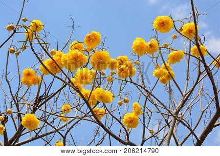 Cochlospermum regium flower on blue sky . Yellow Cotton Tree suphannika