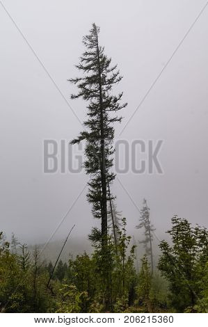 dead forest in a fog with in tatry