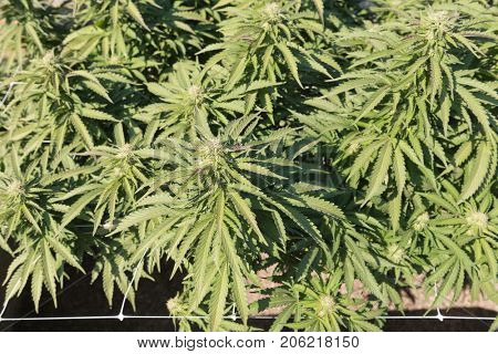 Medical Cannabis crop almost ready for harvesting on a legal grow farm in Washington state