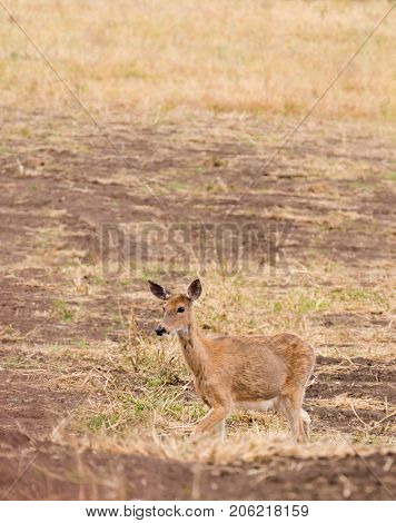 closeup of a female (doe) Whitetail deer (odocoilus viginianus)