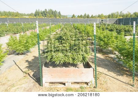 Cannabis plantation in Washington state