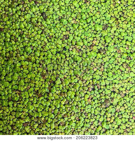beautiful background of water lens