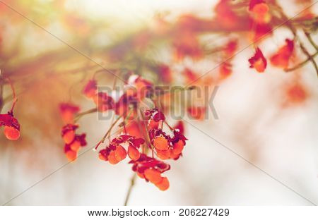 nature and environment concept - spindle tree or euonymus hamiltonianus branch with fruits in winter