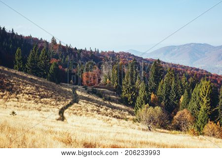 Stunning image of the bright hills in sunny beams. Gorgeous and picturesque morning scene. Red and yellow leaves. Location place Carpathians, Sheshory resort, Ukraine, Europe. Warm tone. Beauty world