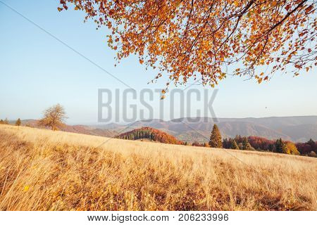 Stunning image of the bright hills in sunny beams. Gorgeous and picturesque morning scene. Red and yellow leaves. Location place Carpathians, Sheshory resort, Ukraine, Europe. Warm tone. Beauty world