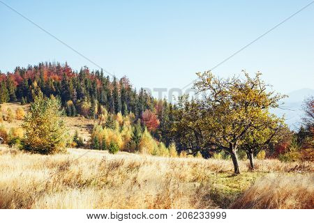Stunning image of the bright hills in sunny beams. Gorgeous and picturesque morning scene. Red and yellow leaves. Location place Carpathians, Sheshory resort, Ukraine, Europe. Warm tone. Beauty world