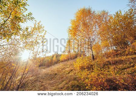 Majestic image of birches in sunny beams at magical valley. Gorgeous and picturesque morning scene. Red and yellow leaves. Location place Carpathians, Sheshory resort, Ukraine, Europe. Beauty world.