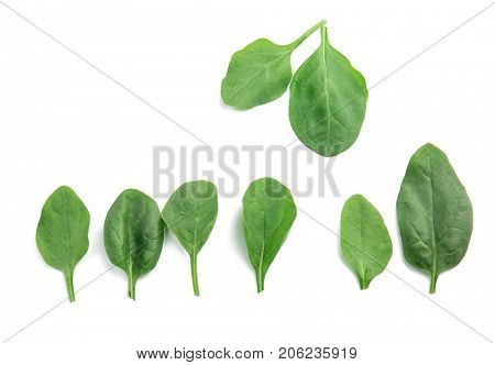 Fresh spinach leaves on white background