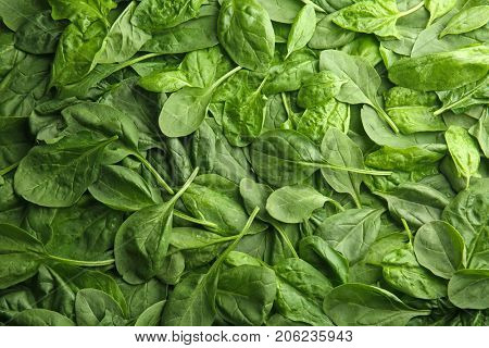 Fresh spinach leaves as background