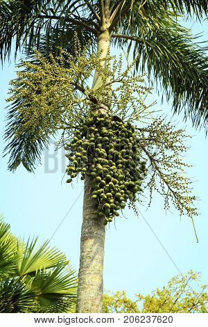 Betel nuts tree in the garden at Lampang