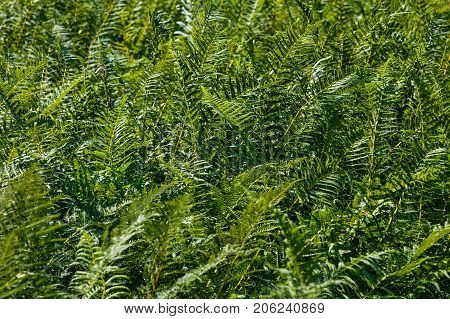 Natural floral fern leaves background in sunlight.