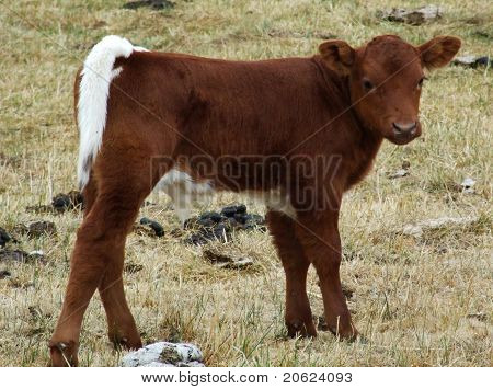 White Tailed kalf
