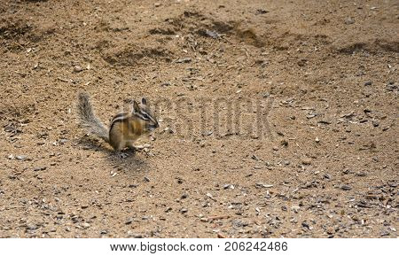 closeup of a Chipmunk scavenging for food