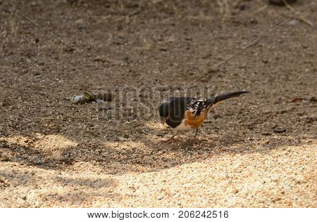 Spotted Towhee (Pipilio maculatus) feeding