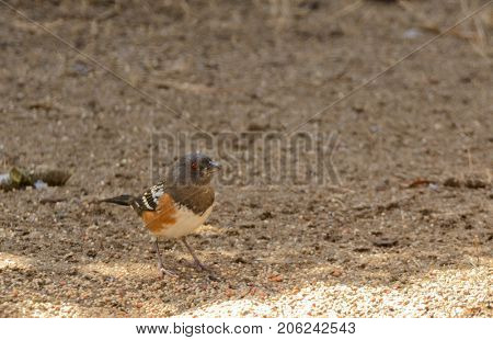 Spotted Towhee (Pipilio maculatus) feeding