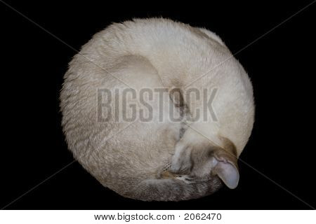 Animalske pude
