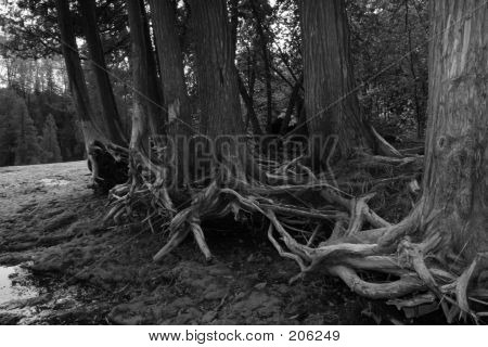Treeroots