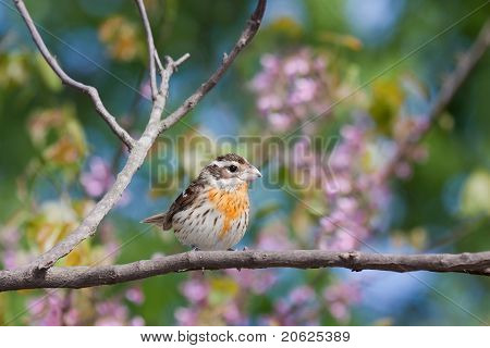 Žena růže – breasted Grosbeak
