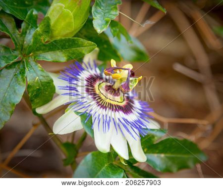 Passion flower (Passiflora)