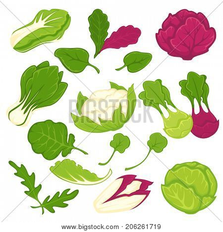 Lettuce salads leafy vegetables  isolated icons set