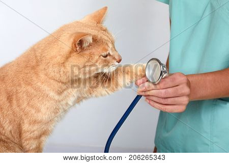 Veterinarian doctor with cat in veterinary clinic.