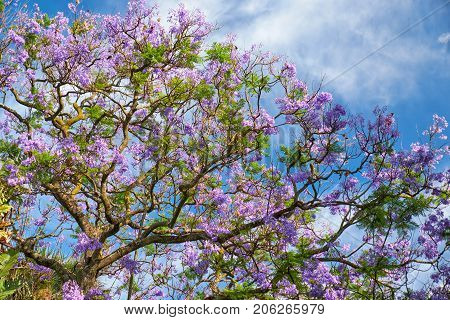 Black Poui Or Jacaranda Mimosifolia