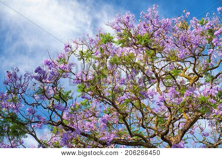 Black Poui Or Jacaranda Mimosifolia