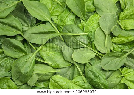 Fresh spinach leaves as background